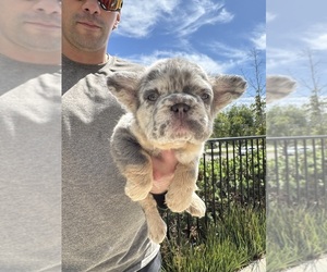 French Bulldog Puppy for Sale in SAN DIEGO, California USA