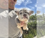 Small French Bulldog