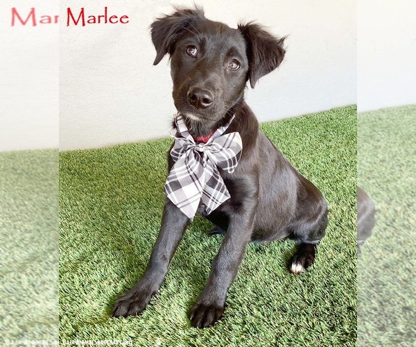 Medium Photo #1 Mutt Puppy For Sale in San Diego, CA, USA