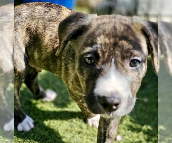 Medium Photo #6 American Staffordshire Terrier-Unknown Mix Puppy For Sale in San Juan Capistrano, CA, USA