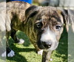 Small #5 American Staffordshire Terrier Mix