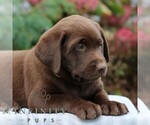 Small #2 Labrador Retriever