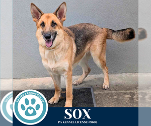 German Shepherd Dog Dogs for adoption in Kimberton, PA, USA