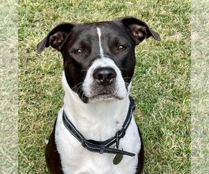 American Pit Bull Terrier-Unknown Mix Dogs for adoption in Greensboro, NC, USA
