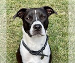 Small American Pit Bull Terrier Mix
