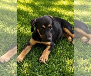 Labrador Retriever-Unknown Mix Dogs for adoption in Oakhurst, NJ, USA