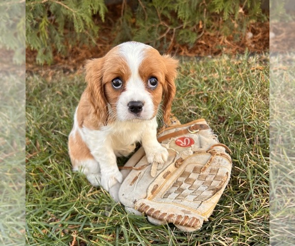 Medium Photo #5 Cavalier King Charles Spaniel Puppy For Sale in MIDDLEBURY, IN, USA