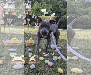 Mutt Dogs for adoption in Sanford, FL, USA