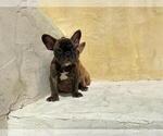 Small French Bulldog