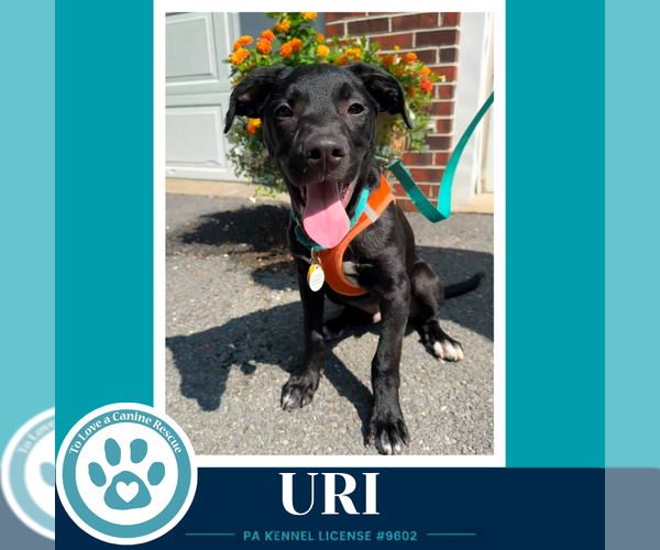 Medium Photo #7 Labrador Retriever-Unknown Mix Puppy For Sale in Kimberton, PA, USA