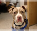 Small #4 American Staffordshire Terrier Mix