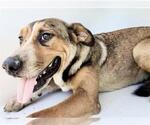 Small #2 Beagle Mix