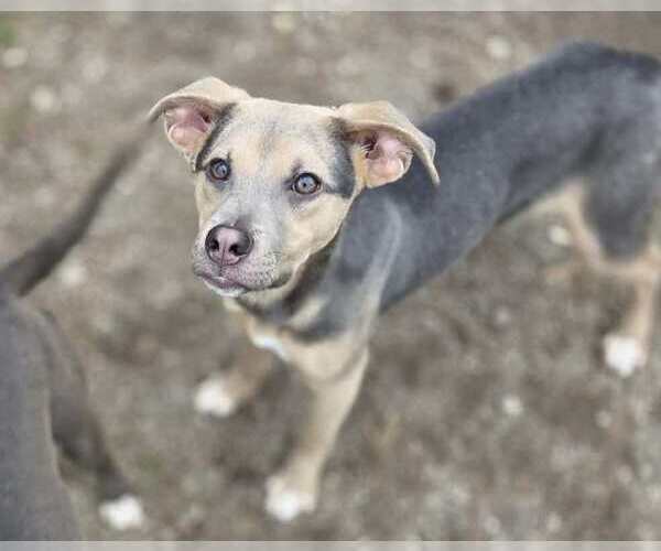 Medium Photo #3 Blue Lacy-Unknown Mix Puppy For Sale in Anniston, AL, USA