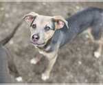 Small #2 Blue Lacy Mix