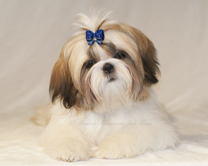 Medium Shih Tzu