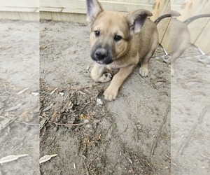German Shepherd Dog Puppy for Sale in LINDEN, North Carolina USA
