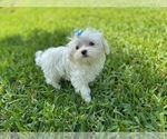 Small #1 Maltese