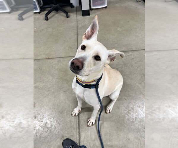 Medium Photo #7 American Staffordshire Terrier-Labrador Retriever Mix Puppy For Sale in Pierceton , IN, USA