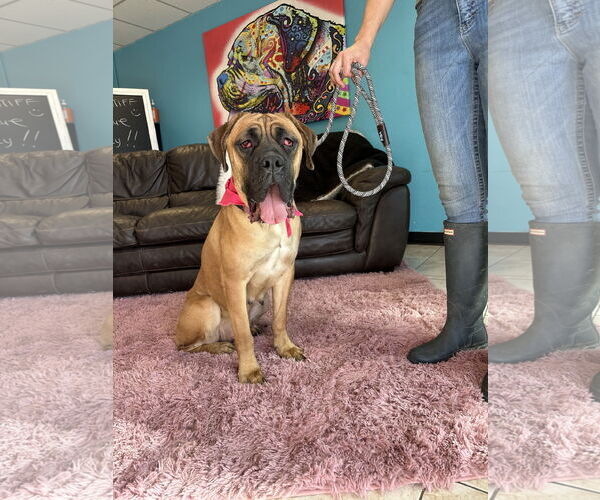 Medium Photo #5 Mutt Puppy For Sale in Goodyear, AZ, USA