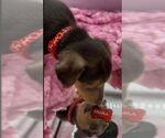 Small #2 Beagle-Chihuahua Mix