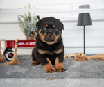 Puppy Hailey Rottweiler