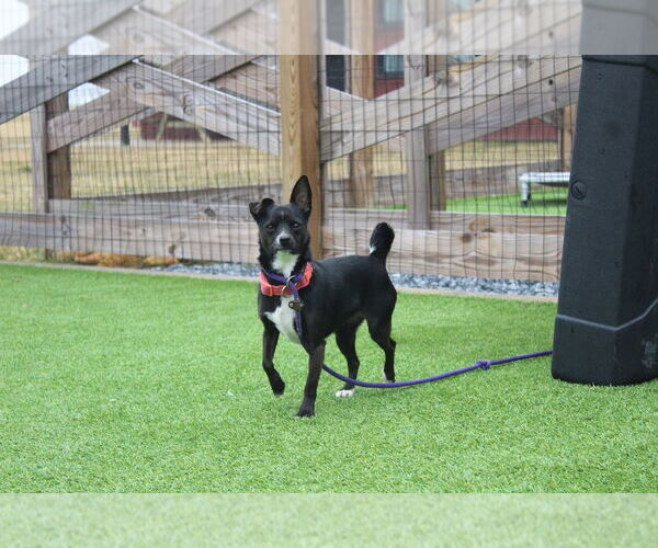 Medium Photo #4 Chihuahua-Unknown Mix Puppy For Sale in Chestertown, MD, USA
