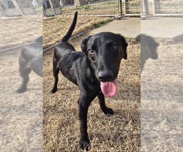 Medium Photo #1 Labrador Retriever-Unknown Mix Puppy For Sale in Boston, MA, USA