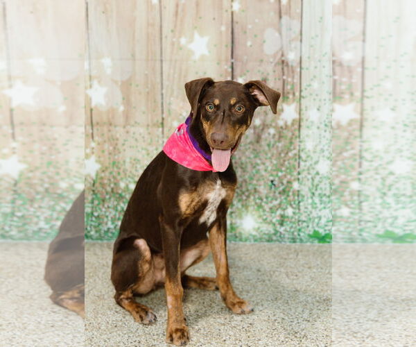 Medium Photo #2 Doberman Pinscher-Unknown Mix Puppy For Sale in Minneaoplis, MN, USA