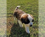 Small Photo #1 Saint Bernard Puppy For Sale in SPENCERVILLE, IN, USA
