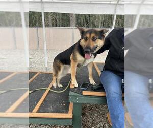 German Shepherd Dog Dogs for adoption in Palmetto, FL, USA