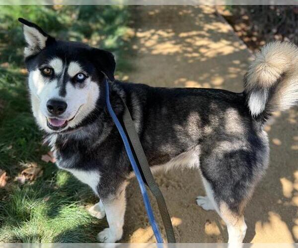 Medium Photo #1 Siberian Husky Puppy For Sale in Martinez, CA, USA