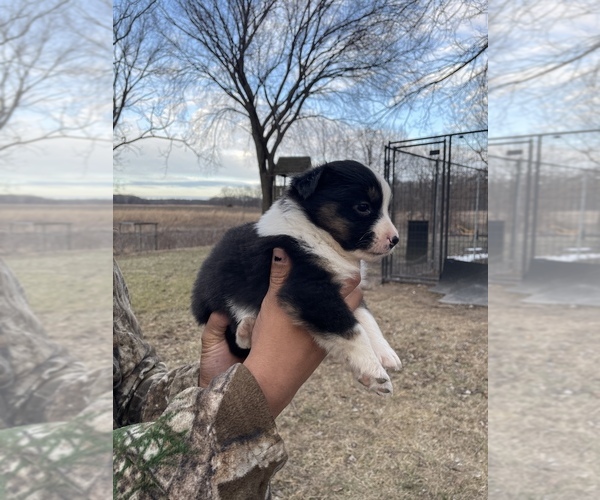 Medium Photo #4 Australian Shepherd Puppy For Sale in TOLEDO, IL, USA