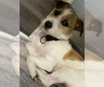 Small Border Terrier Mix