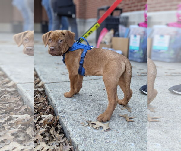 Medium Photo #2 Mutt Puppy For Sale in Holly Springs, NC, USA