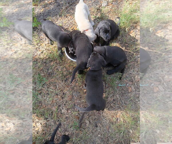 Medium Photo #1 Labrador Retriever Puppy For Sale in TAMPA, FL, USA
