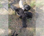 Small Labrador Retriever