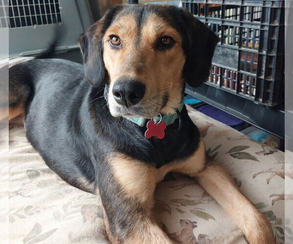 Medium Photo #2 Mutt Puppy For Sale in Boston, MA, USA