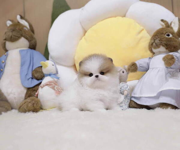 Medium Photo #2 Pomeranian Puppy For Sale in Seoul, Seoul, Korea, South
