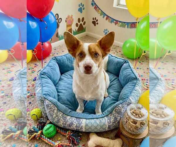 Medium Photo #1 Mutt Puppy For Sale in Queen Creek, AZ, USA