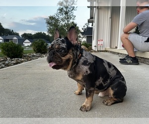 French Bulldog Puppy for sale in NEWARK, OH, USA