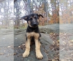 Small Photo #7 German Shepherd Dog Puppy For Sale in JASPER, AR, USA