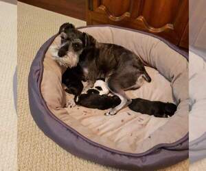 Mother of the Schnauzer (Miniature) puppies born on 06/08/2019