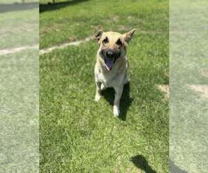 German Shepherd Dog-Unknown Mix Dogs for adoption in Jacksonville, NC, USA