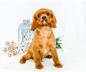 Medium Cavalier King Charles Spaniel
