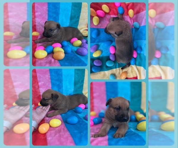 Medium Photo #3 Belgian Malinois Puppy For Sale in ARCADIA, FL, USA