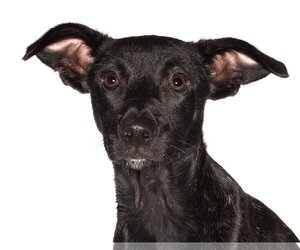 Chihuahua-Dutch Shepherd  Mix Dogs for adoption in Oakland Park, FL, USA