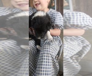 Border Collie Puppy for Sale in BOWLING GREEN, Kentucky USA