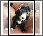 Small Photo #27 Sheepadoodle Puppy For Sale in RIALTO, CA, USA