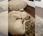 Small #7 Labrador Retriever Mix