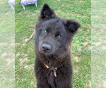 Small #3 Chow Chow Mix